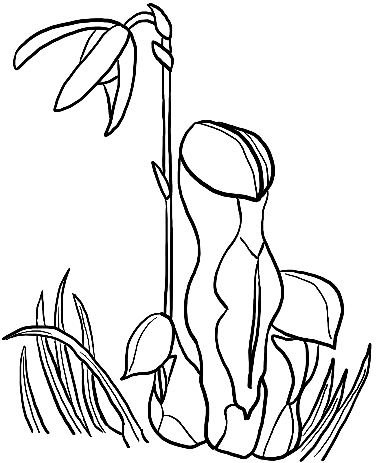 Cobra Lily Sketch