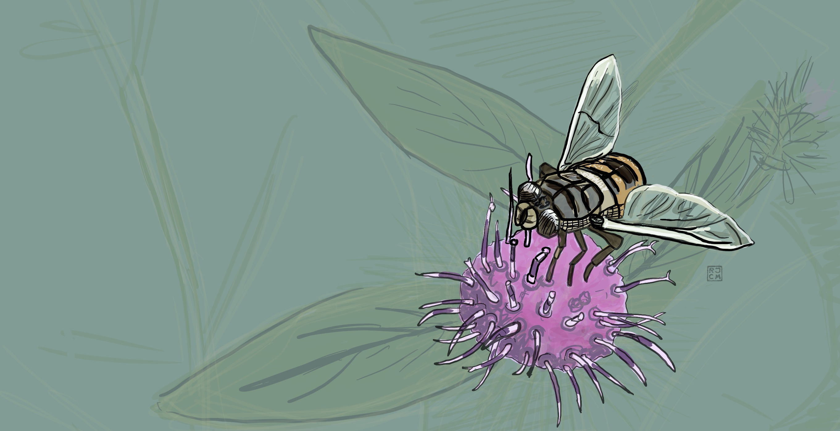 Fly Pollinator Illustration.