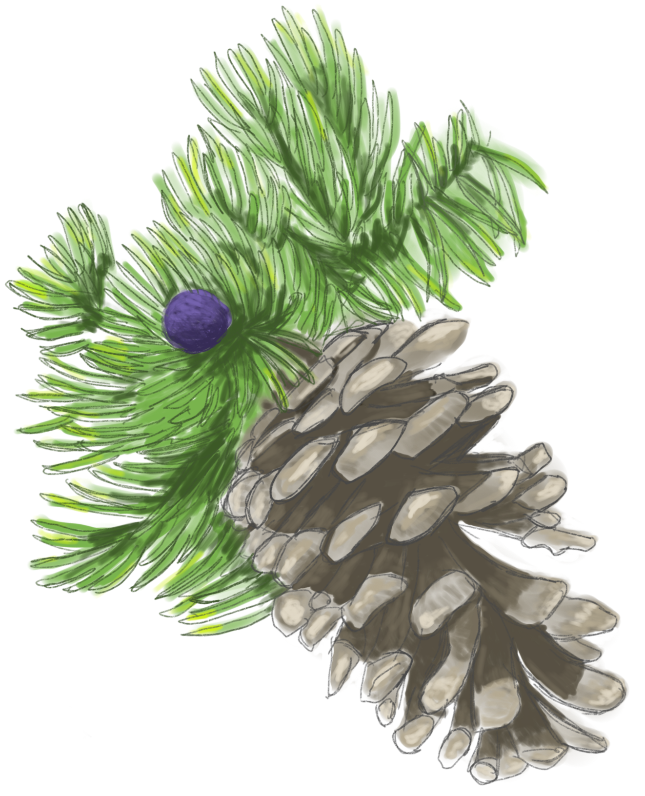 foxtail pine illustration
