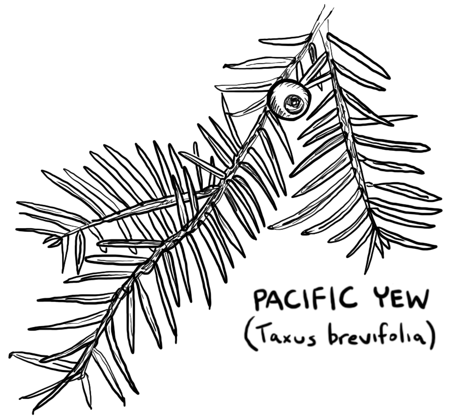Pacific Yew illustration