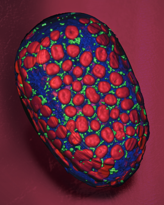 A single pallisade mesophyll cell of an Arabidopsis leaf.