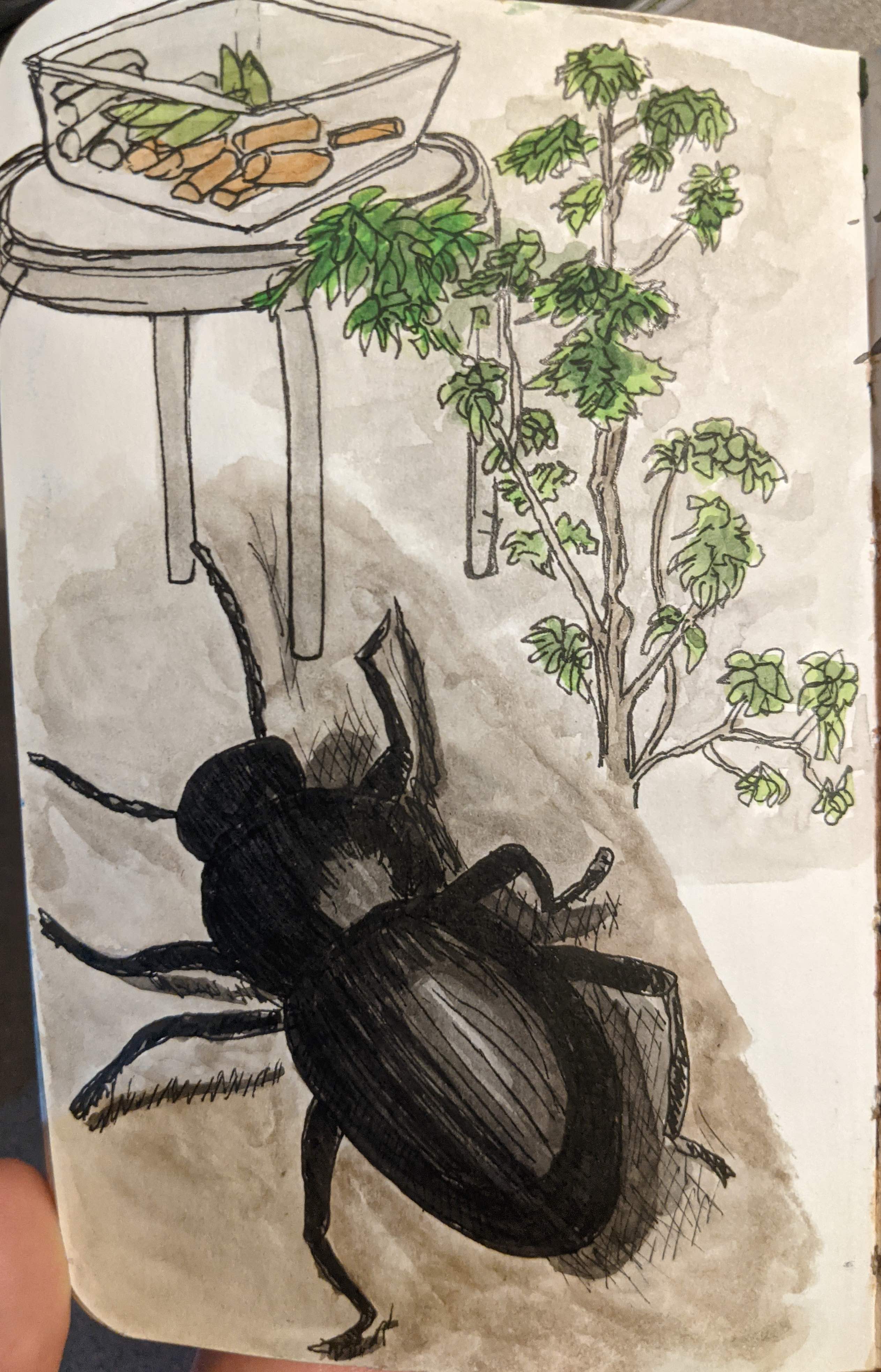 Black beetle sketch