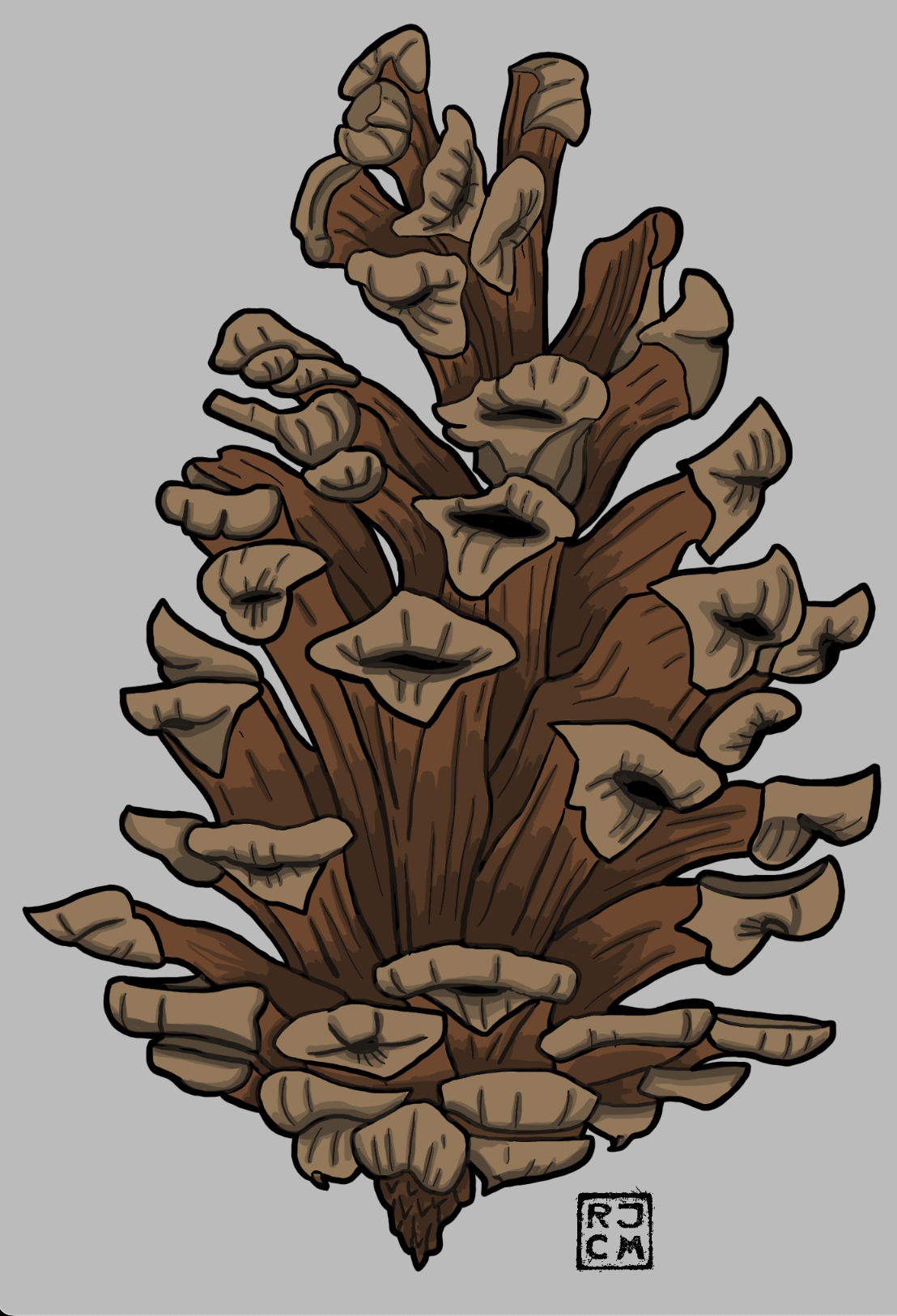 Foxtail Pine Cone Illustration