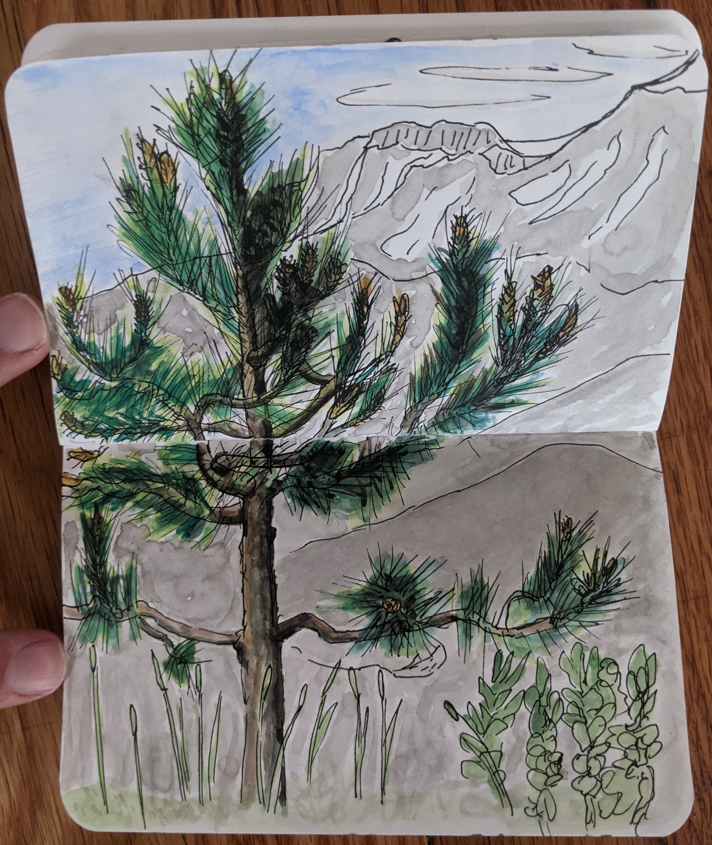 sketchbook tree shasta